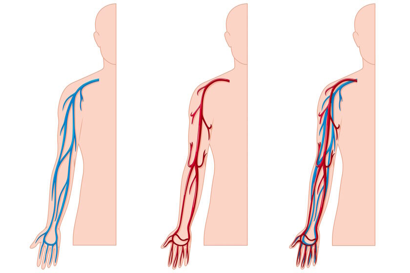 vein vs artery